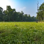 2024-10 - Népal - J11 - Parc National de Chitwan - 086